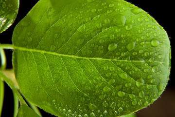 green leaves in water drops
