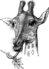 Vintage illustration giraffe