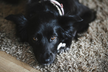 Black dog lying on the floor