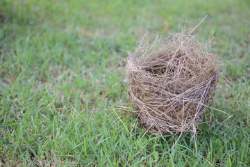 bird nest on meadow