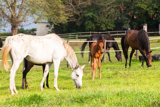 Horses Newborn Foals in field breeding farm
