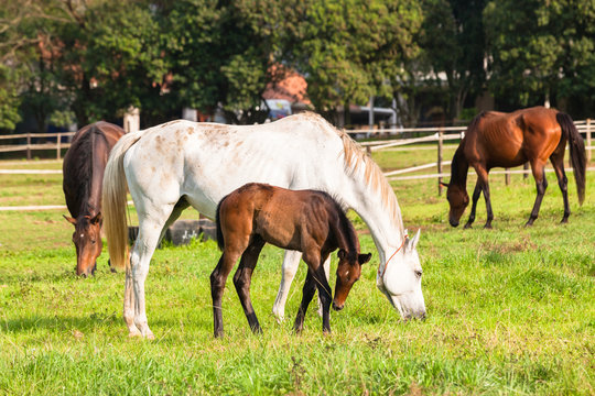 Horses Newborn Foals in field breeding farm