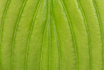 Bright green leaf
