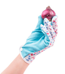 Bright hyacinth bulb