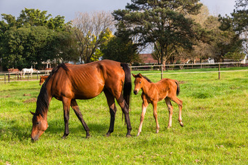 Horses Newborn Foals in field breeding farm