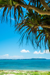 Plakat アダンの木と青い沖縄の海のビーチ