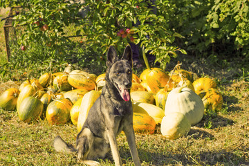 Guard dog in garden against backdrop of autumn harvest pumpkins. Photo in retro warm color