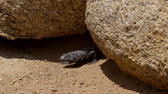 Chuckwalla lizard basking in the Sun Alabama Hills California