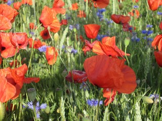 Obraz premium Klatschmohnwiese