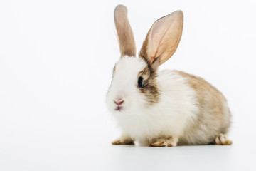 Little rabbit on white