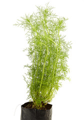 dill plant
