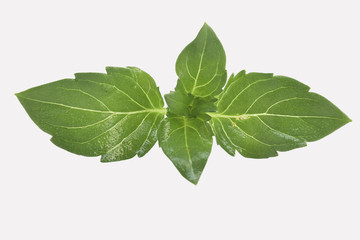 Obraz premium Fresh mint