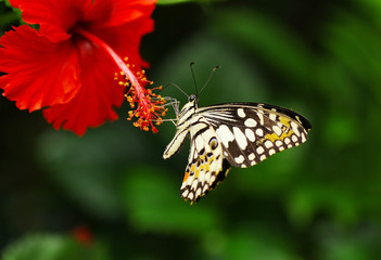 Fototapeta na wymiar Butterflies and Flowers