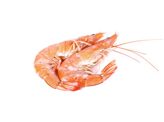 some shrimps isolate on  white background