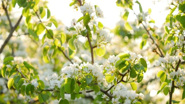 Spring blossoms, white flowers
