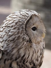 Tawny owl profile