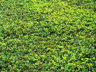 trimmed bush surface