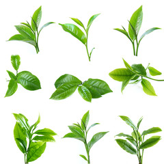 green tea leaf isolated on white background