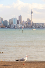 Focus on lone seagull bird with blurred background of Auckland's