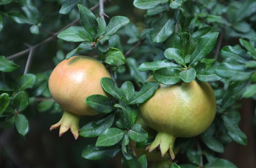 Pomegranates growing on tree with leaves
