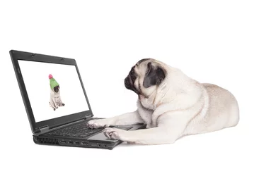 Fotobehang schattige mopshond ligt naar foto te kijken op laptop © monicaclick