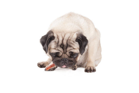 zittende hond, mopshond eet honden snoep