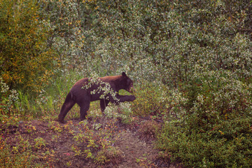 Naklejka premium Black bear