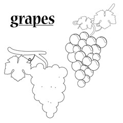 Vector illustration of grapes.