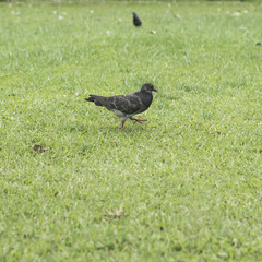 Pigeon on green grass background.