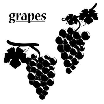 Vector illustration of grapes.