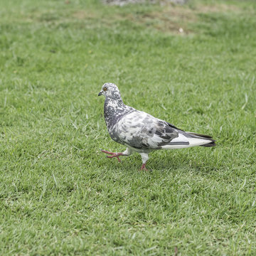 Pigeon on green grass background.