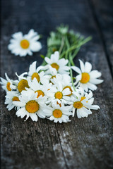 Bouquet of fresh camomiles