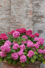 Fototapeta na wymiar Bouquet of colorful flowers in a garden Italy