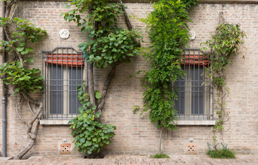 Fototapeta na wymiar An old house with cilmbing plants in a garden in Italy
