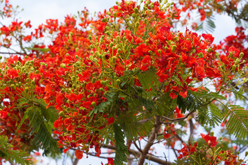 Flamboyant, The Flame Tree, Royal Poinciana, Peacock flower, Cae