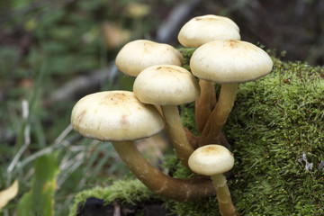 Mushrooms in Moss