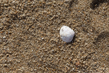 Shell on the beach