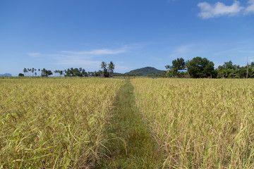 Obraz premium Rice field at koh sukorn island