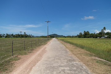 Fototapeta na wymiar Road along Rice field at Koh Sukorn Island