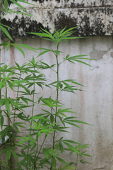 marijuana plant