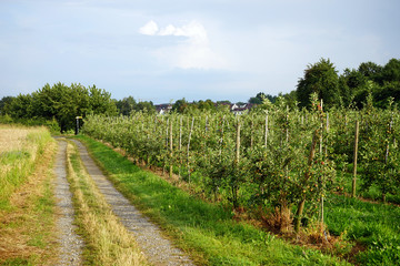 Fototapeta na wymiar Track and orchard