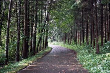 Asphalt road in forest