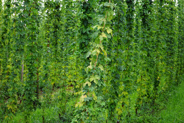 Rows of plant