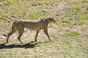 Cheetah (Acinonyx jubatus) walking through a meadow