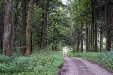 Fototapeta premium Dirt road in forest