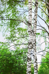Fototapeta premium summer in birch forest