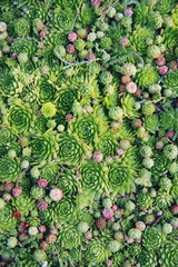 Succulents. Natural background. Succulents patterns. Small echeveria background - 120272589