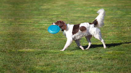 dog walking on the grass with frisbee in his mouth