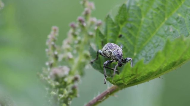 Weevil (Phyllobius maculicornis) on a leaf