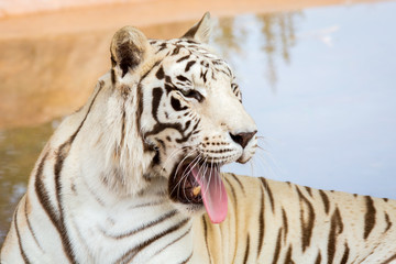 White Tiger at the zoo